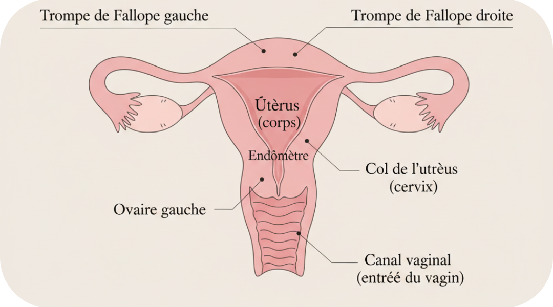 Utérus : comment fonctionne ton cycle