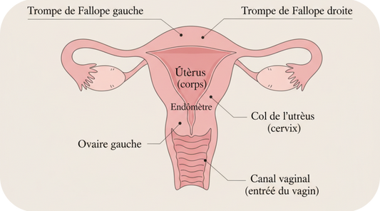 Utérus : comment fonctionne ton cycle